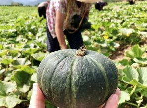 南京网红吃瓜事件真相是真的吗,事实与谣言的较量