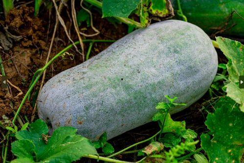 吃瓜网去除广告教程,吃瓜网广告去除教程全解析