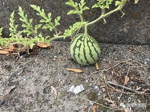 徐州吃瓜网红是谁啊