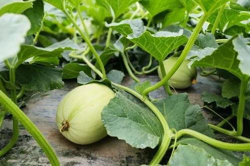 网红吃瓜入口微信,揭秘娱乐圈幕后真相