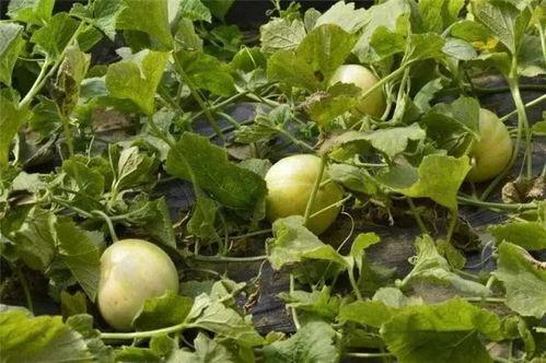 吃瓜网地址,带你领略网络八卦的奥秘与魅力