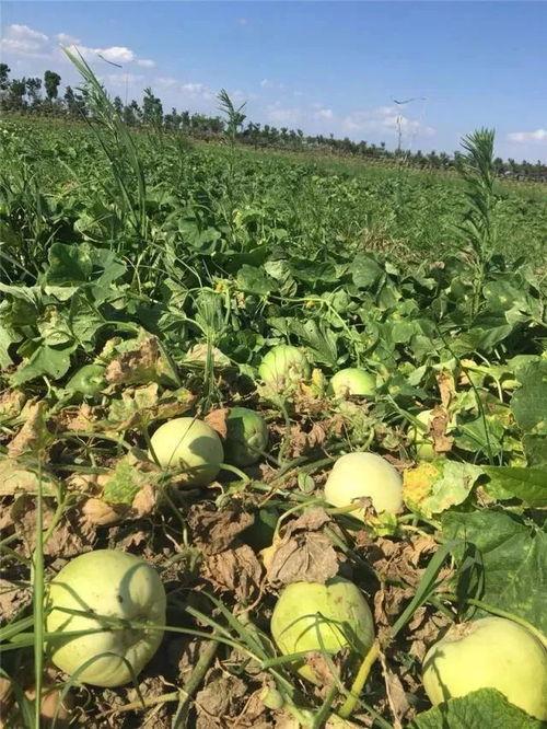 吃瓜网地址,带你领略网络八卦的奥秘与魅力