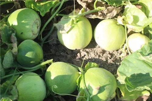 吃瓜网地址,带你领略网络八卦的奥秘与魅力