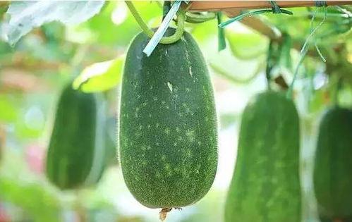 网红吃的很罕见的瓜,揭秘神秘果实的魅力之旅