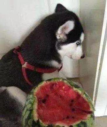 二哈吃瓜劝架百度网盘