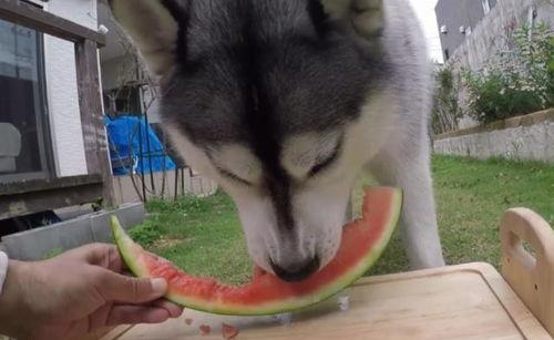 二哈吃瓜劝架百度网盘