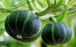 青海网红吃瓜事件真相揭秘,揭秘背后真相与争议 第3张 青海网红吃瓜事件真相揭秘,揭秘背后真相与争议 第3张